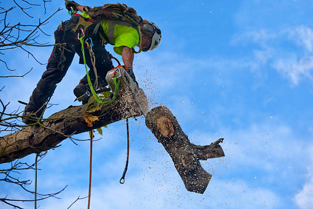 Seasonal Cleanup (Spring/Fall) in Muskego, WI