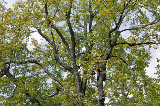 Reliable Muskego, WI Tree Care Solutions